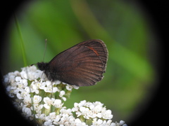 Erebia euryale