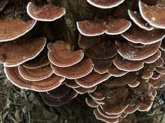 Rhodofomitopsis feei