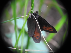 Erebia euryale