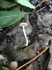 Meottomyces dissimulans