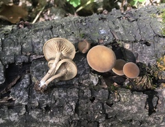 Simocybe sumptuosa