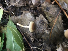 Meottomyces dissimulans