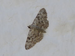 Eupithecia semigraphata