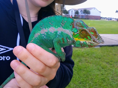 Panther Chameleon (Furcifer pardalis)