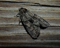 Cryphia fraudatricula