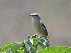 Conirostrum cinereum