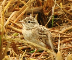 Calandrella dukhunensis