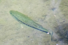 Micropterus salmoides