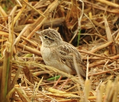 Calandrella dukhunensis