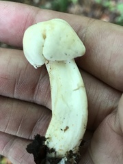 Hebeloma