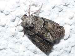 Cryphia fraudatricula