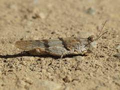 Sphingonotus lluciapomaresi