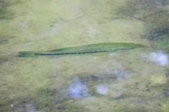 Micropterus salmoides