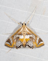 Margarosticha euprepialis