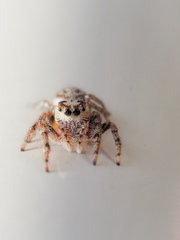 Opisthoncus serratofasciatus