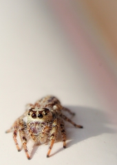 Opisthoncus serratofasciatus