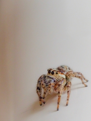 Opisthoncus serratofasciatus