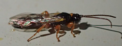 Metopiinae