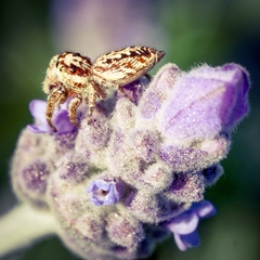 Opisthoncus serratofasciatus