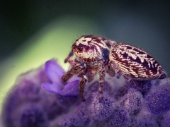 Opisthoncus serratofasciatus