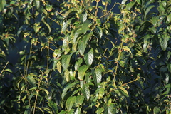 Acer davidii