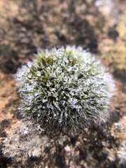 Grimmia pulvinata