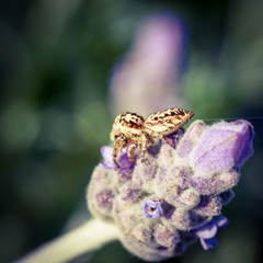 Opisthoncus serratofasciatus