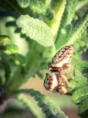 Opisthoncus serratofasciatus