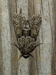 Cryphia fraudatricula