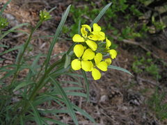 Erysimum sylvestre