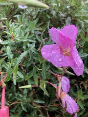 Oenothera speciosa