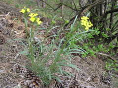 Erysimum sylvestre