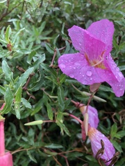 Oenothera speciosa