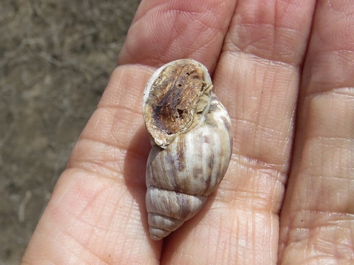 Scutalus versicolor