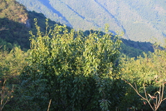 Acer davidii