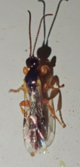 Metopiinae