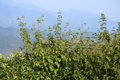 Acer davidii