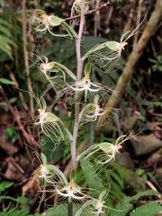 Habenaria polytricha