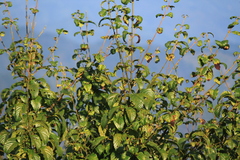 Acer davidii