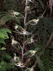 Habenaria polytricha