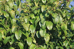 Acer davidii