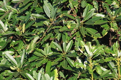 Rhododendron simiarum