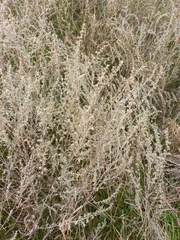 Artemisia fragrans