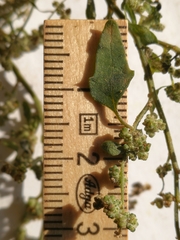 Chenopodium striatiforme