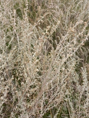 Artemisia fragrans