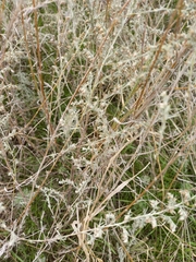 Artemisia fragrans