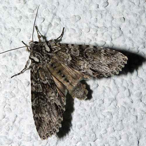 Pilkasis pelėdgalvis nuotrauka