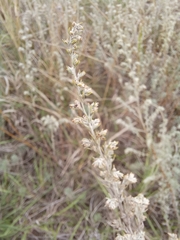 Artemisia fragrans
