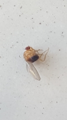 Drosophila