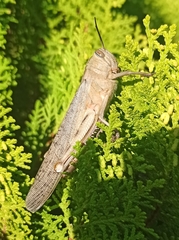 Anacridium aegyptium